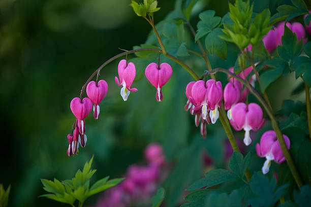 istock Dicentra spectabilis (Broken Heart) pink flowers 531791434