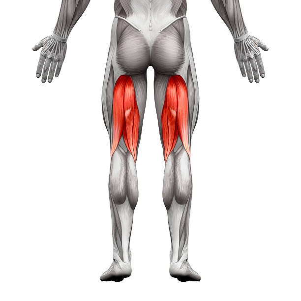 Hamstrings Male Muscles - Anatomy Muscle isolated on white Hamstrings Male Muscles - Anatomy Muscle isolated on white - 3D illustration hamstring stock pictures, royalty-free photos & images