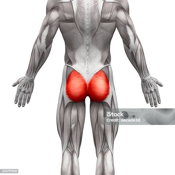 Gluteal Muscles Gluteus Maximus Anatomy Muscles Isolated Stock Photo - Download Image Now