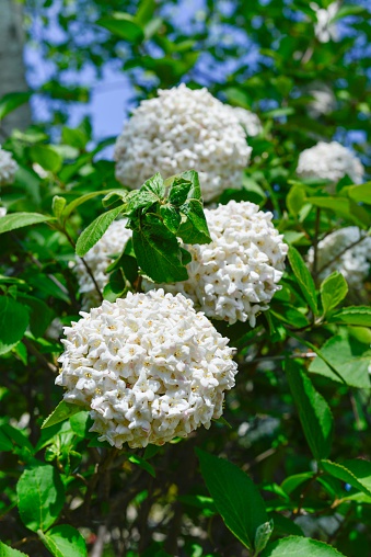 Blossoms of Sambucus nigra(Common elder) \