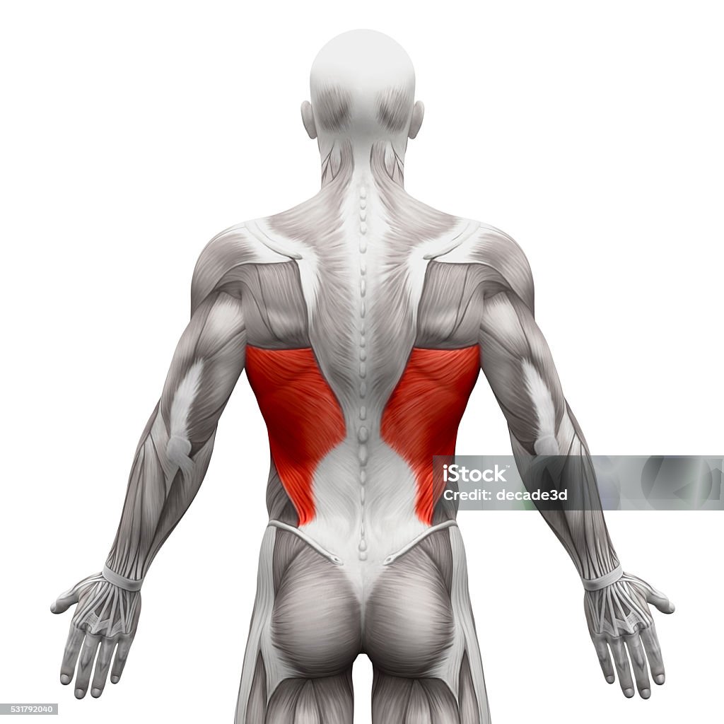 Latissimus Dorsi - Anatomy Muscles isolated on white Latissimus Dorsi - Anatomy Muscles isolated on white - 3D illustration Latissimus Dorsi Stock Photo