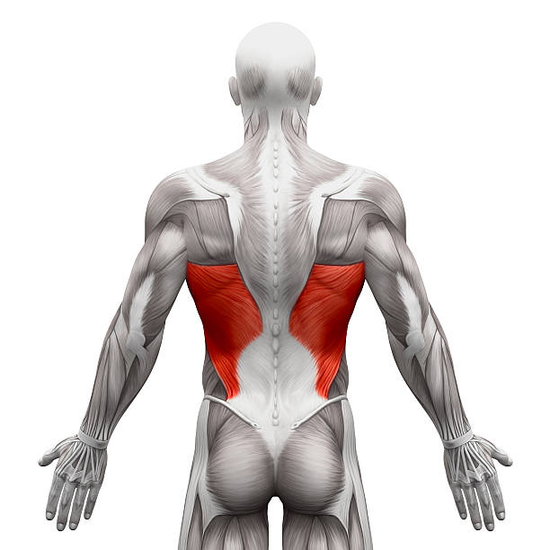 Latissimus Dorsi Anatomy Muscles Isolated On White Stock Photo - Download  Image Now - iStock