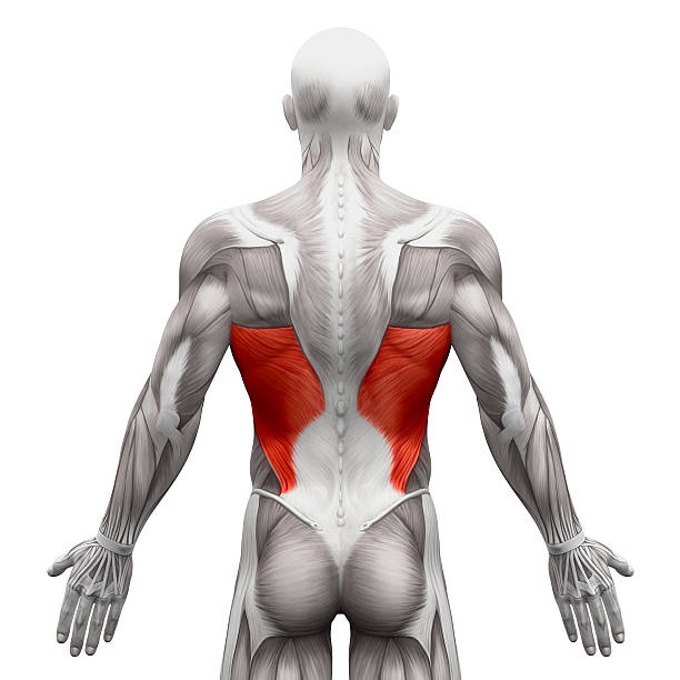 Latissimus Dorsi Anatomy Muscles Isolated On White Stock Photo - Download Image Now - iStock Latissimus Dorsi Anatomy Muscles Isolated On White Stock Photo - Download Image Now - iStock
