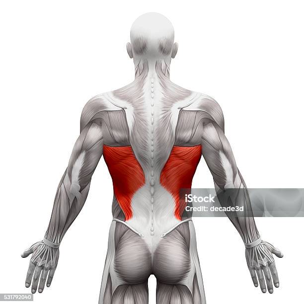 Latissimus Dorsi Anatomy Muscles Isolated On White Stock Photo - Download Image Now