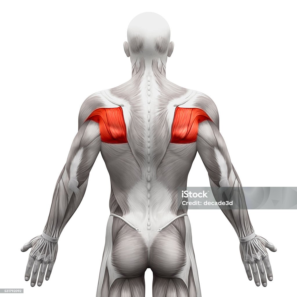 Teres Muscles - Anatomy Muscles isolated on white Teres Muscles - Anatomy Muscles isolated on white - 3D illustration Anatomy Stock Photo