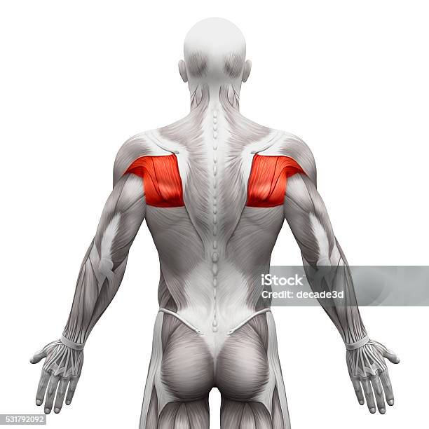 Teres Muscles Anatomy Muscles Isolated On White Stock Photo - Download Image Now - Anatomy, Infraspinatus, Muscular Build