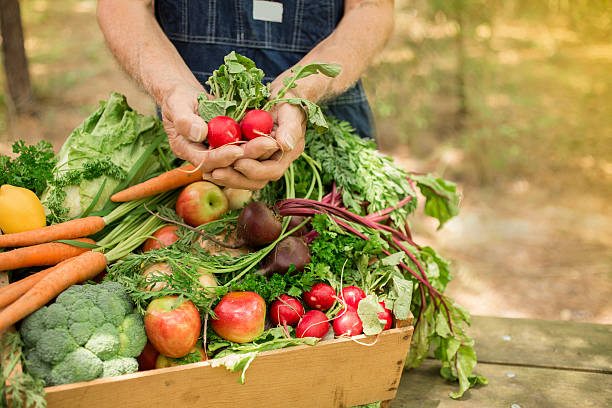 tercera edad, de sexo masculino de granja cosecha vegetales orgánicos. - radish vegetable farmers market gardening fotografías e imágenes de stock