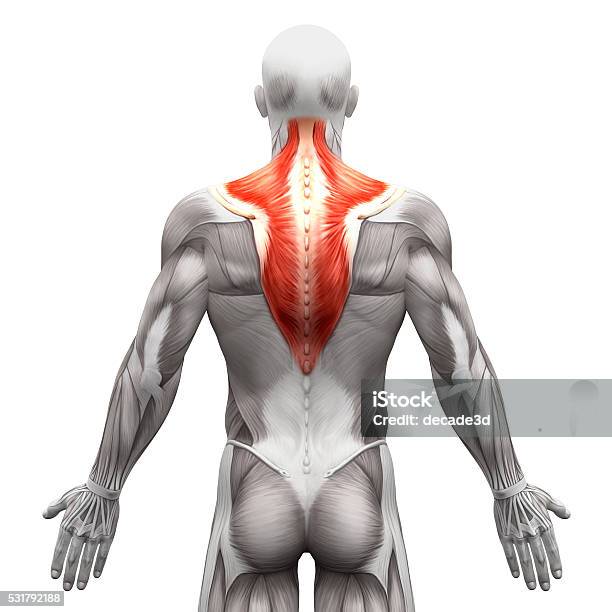 Trapezius Muscle Anatomy Muscles Isolated On White Stock Photo - Download Image Now