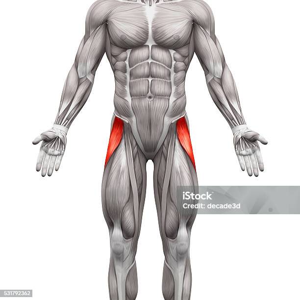 Tensor Fasciae Latae Muscle Anatomy Muscles Isolated On White Stock Photo - Download Image Now