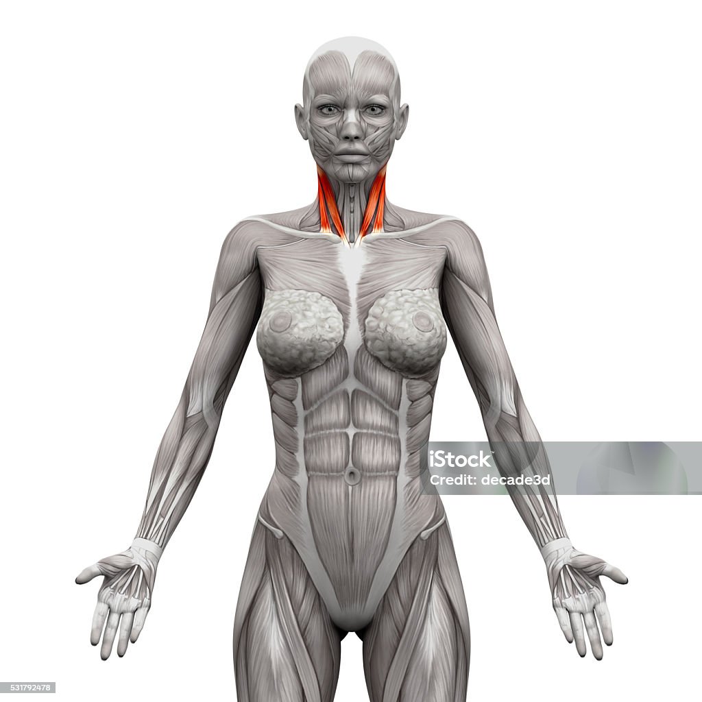 Músculos Cervicalesesternal Y Clavicular Cabeza De Anatomía Muscular Foto de stock y más banco de imágenes de Anatomía - iStock Músculos Cervicalesesternal Y Clavicular Cabeza De Anatomía Muscular Foto de stock y más banco de imágenes de Anatomía - iStock