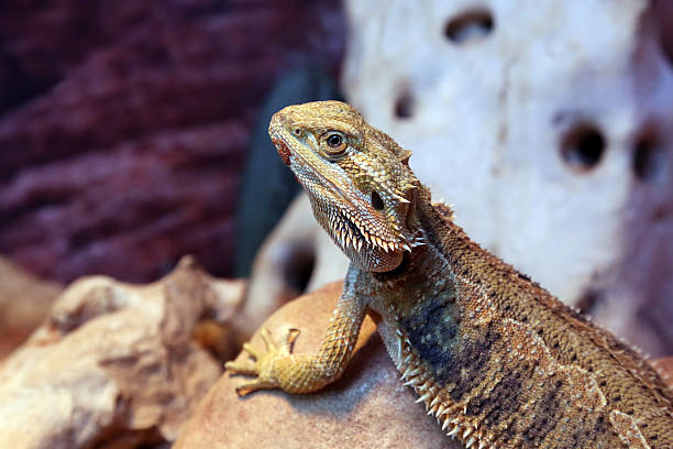 istock portrait of a lizard closeup 531792544