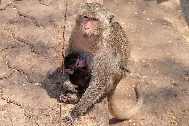 istock monkey family in Thailand 531792676