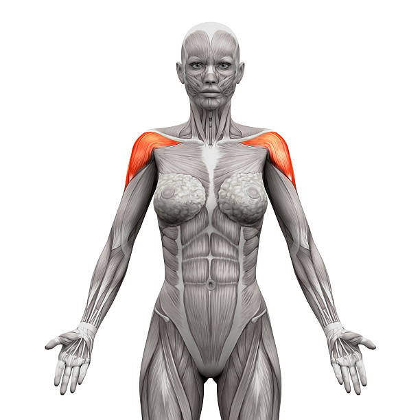 deltoris músculos anterior de la anatomía músculos aislado sobre blanco - deltoid fotografías e imágenes de stock