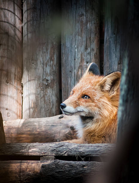 istock Portrait of a red fox 531793118