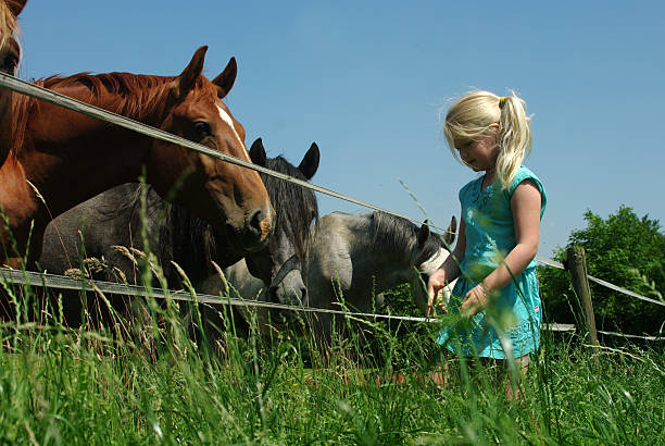 istock Girl is feeding the horses 531793222