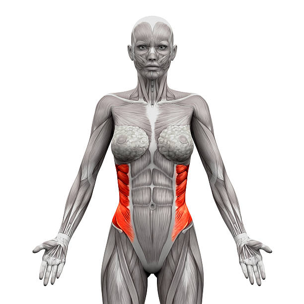 oblíquo externo músculos-anatomia muscular isolado no branco - external oblique - fotografias e filmes do acervo