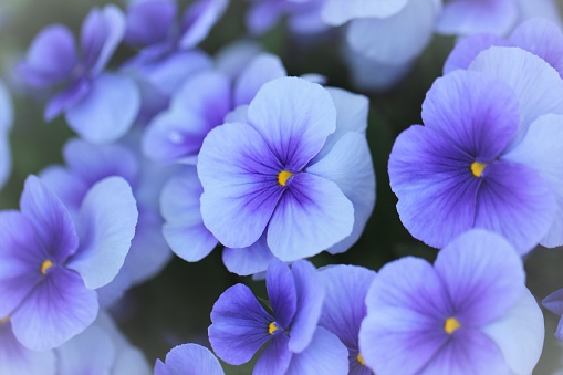 Pansy flowers