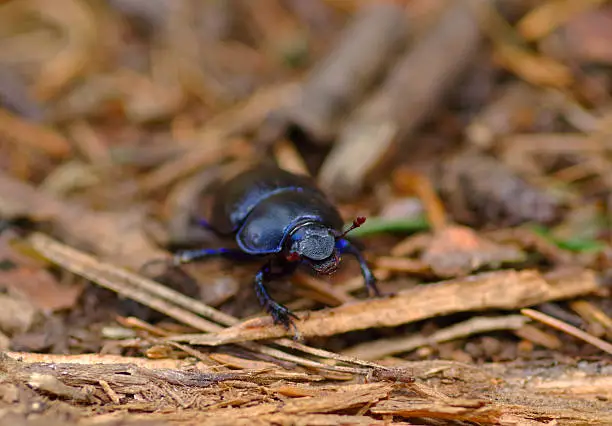Black dung-beetle on the bottom of forest