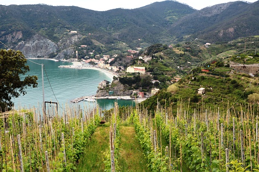 Wine growing region in Monterosso Cinque Terre, Amalfi Coast in Italy