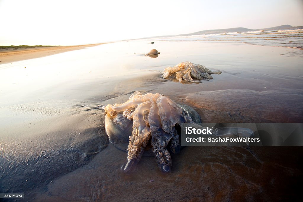 Portoghese uomo di guerra lavaggio up sulla spiaggia - Foto stock royalty-free di Caravella portoghese