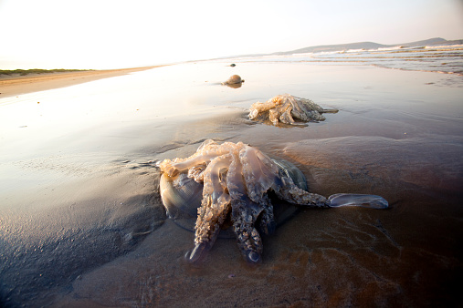 portuguese man of war washed up on beach