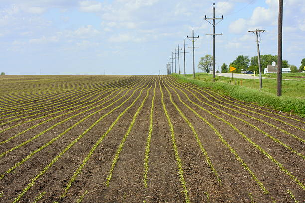 Rows of Young Corn Emerge in Iowa Field