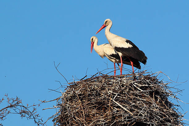 Male and female storks in the nest