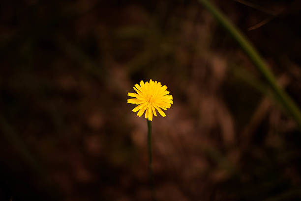 fleur jaune - autuum photos et images de collection