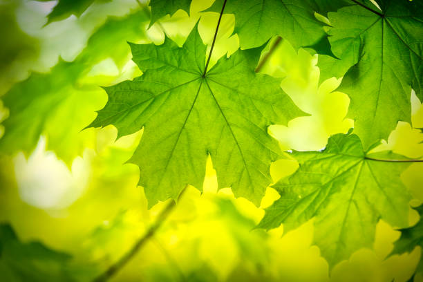 foglia di acero verde in primavera - foglia di acero foto e immagini stock