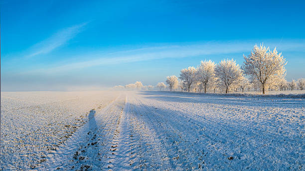 istock white icy trees in snow covered landscape 531797142
