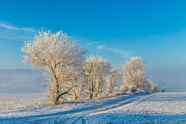 istock white icy trees in snow covered landscape 531797302