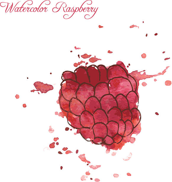 bildbanksillustrationer, clip art samt tecknat material och ikoner med raspberry drawing by watercolor - skräpig trädgård hus