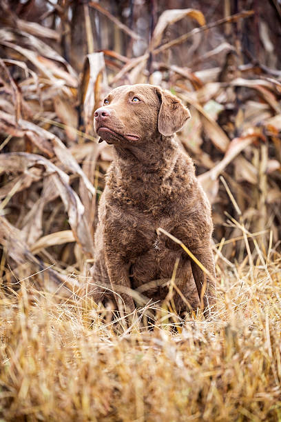 istock Chesapeake Bay Retriever Sitting in Millet 531797354