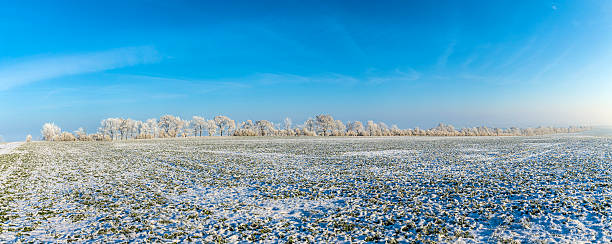 istock white icy trees in snow covered landscape 531797376