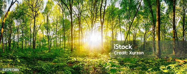 Sunset In The Forest Stock Photo - Download Image Now - Forest, Nature, Landscape - Scenery