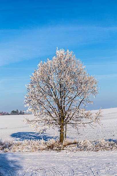 istock white icy trees in snow covered landscape 531797556
