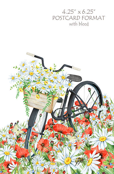 ilustrações, clipart, desenhos animados e ícones de preto bicicleta e flores - poppy single flower red white background