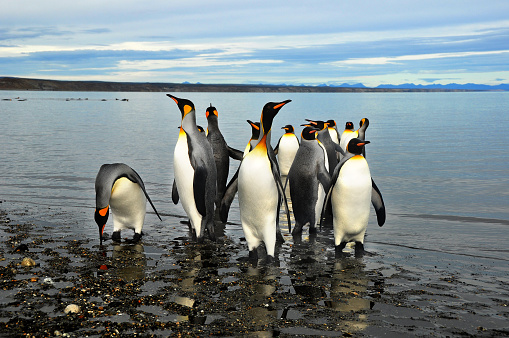 Crowded King Penguin Colony at the Beach of South Georgia Island in the Rain. Penguin breeding beach close to Grytviken, South Georgia Island, Sub Antarctic Islands, British Overseas Territories, UK