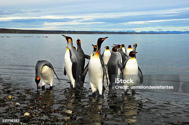 King Penguins Stock Photo - Download Image Now - Ushuaia, Penguin, Tierra del Fuego Province - Argentina