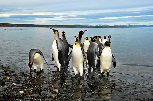 Photo of King Penguins