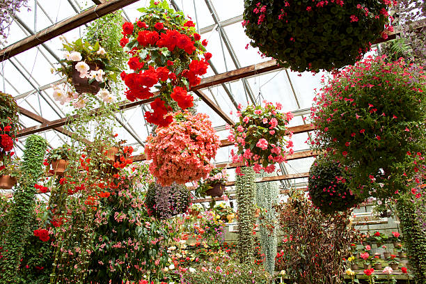 istock Begonia in garden 531799382
