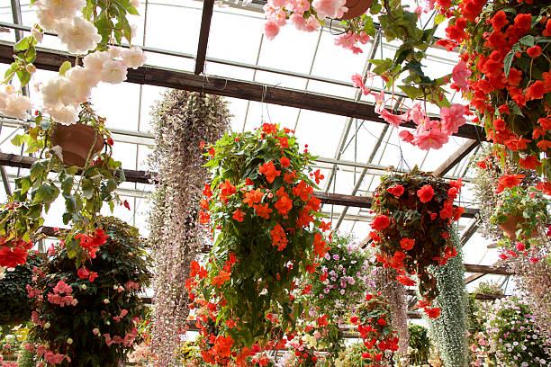 istock Begonia in garden 531799992