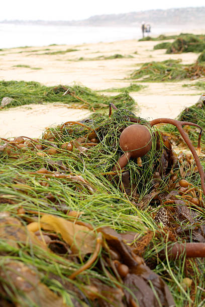 istock Bull Kelp On The Beach 531800038