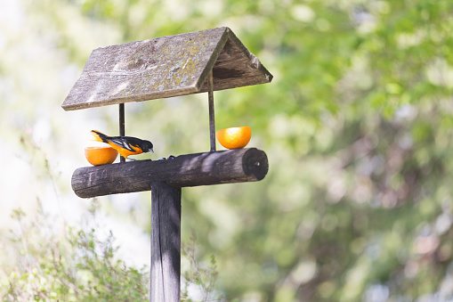 A male Baltimore Oriole is eating grape jelly in a feeder that holds orange halves and has an area cut out to hold grape jelly.