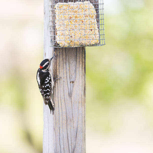 istock Male Downy Woodpecker Eating Suet 531800676
