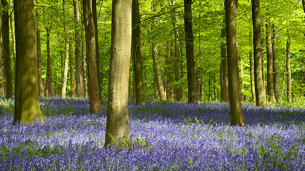 istock Bluebell Wood and Beech Trees 531801240