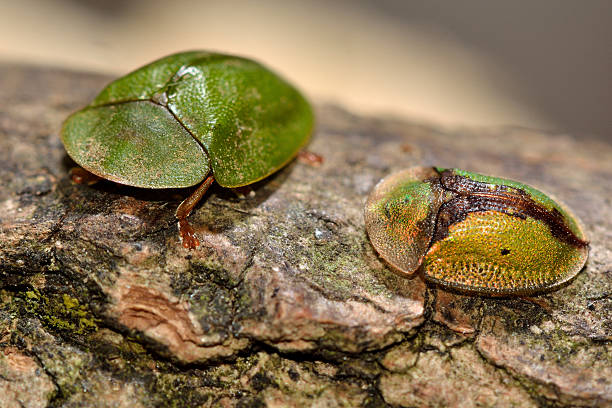 Cassida viridis and Cassida vibex tortoise beetles Two species of leaf beetle in the family Chrysomelidae, with unusual form with head hidden beneath pronotum cassida viridis stock pictures, royalty-free photos & images