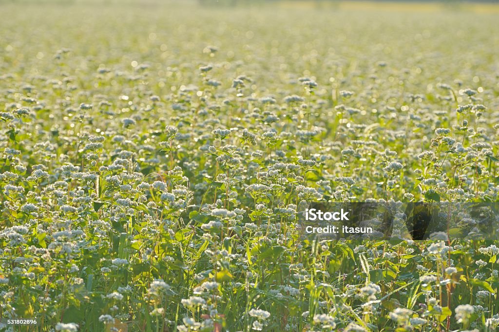 Exuberante campo de trigo sarraceno no moring - Foto de stock de Agricultura royalty-free