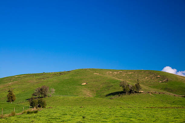 istock New Zealand countryside 531803034
