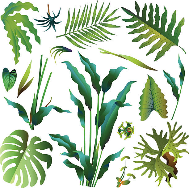 verschiedene grüne tropische regenwald blätter - heliconia stock-grafiken, -clipart, -cartoons und -symbole